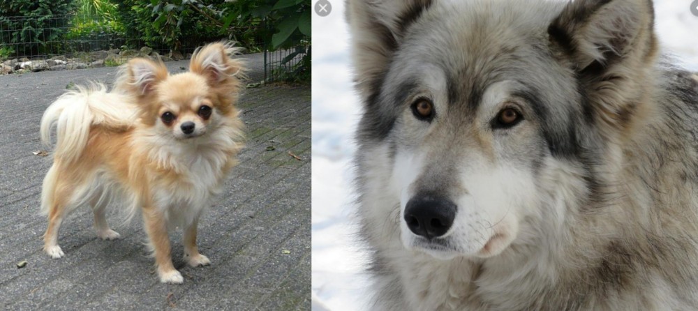 Wolfdog vs Long Haired Chihuahua - Breed Comparison