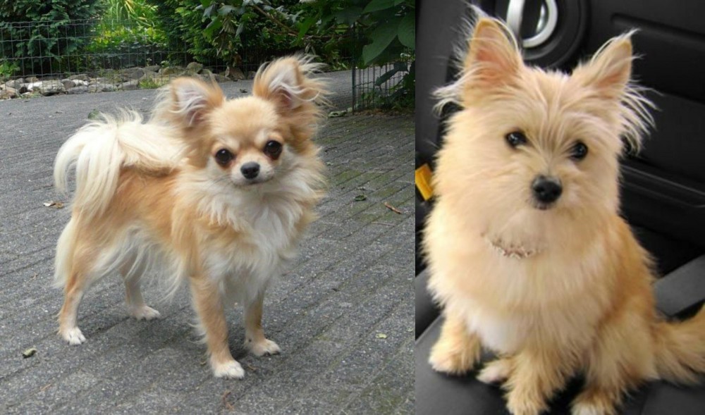 Yoranian vs Long Haired Chihuahua - Breed Comparison