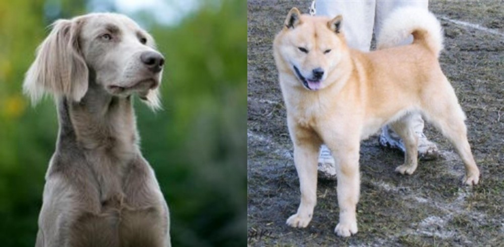 Hokkaido vs Longhaired Weimaraner - Breed Comparison