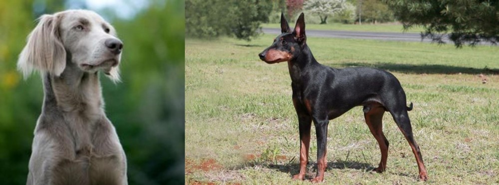 Manchester Terrier vs Longhaired Weimaraner - Breed Comparison