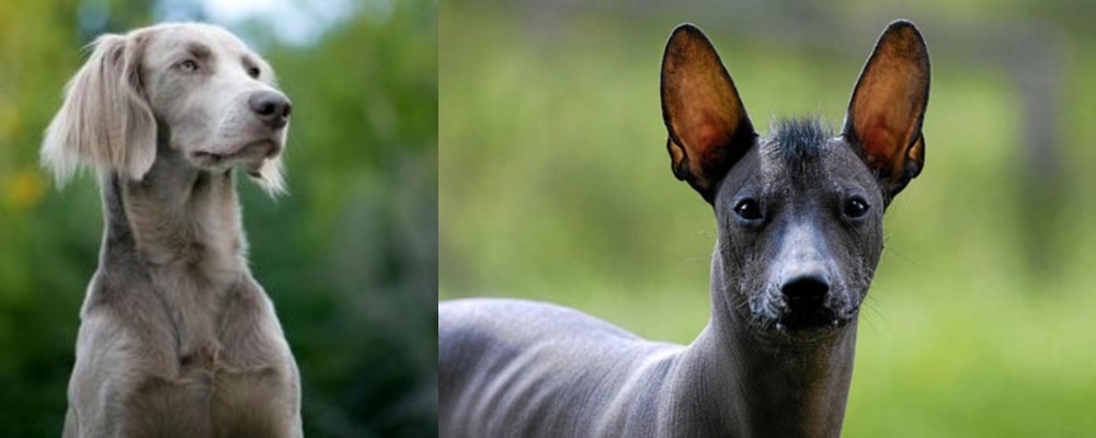 Mexican Hairless vs Longhaired Weimaraner - Breed Comparison