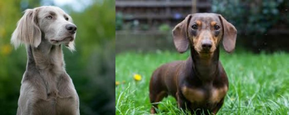 Miniature Dachshund vs Longhaired Weimaraner - Breed Comparison