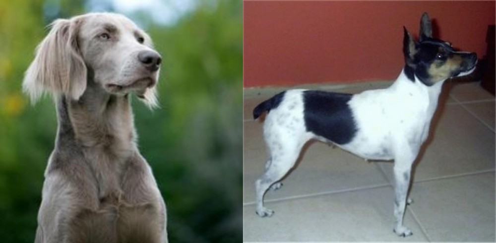 Miniature Fox Terrier vs Longhaired Weimaraner - Breed Comparison