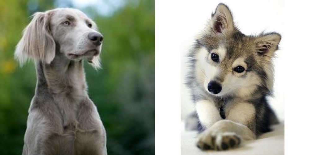 Miniature Siberian Husky vs Longhaired Weimaraner - Breed Comparison