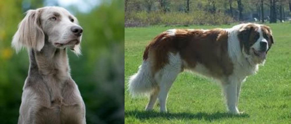 Moscow Watchdog vs Longhaired Weimaraner - Breed Comparison