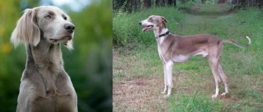 Mudhol Hound vs Longhaired Weimaraner - Breed Comparison