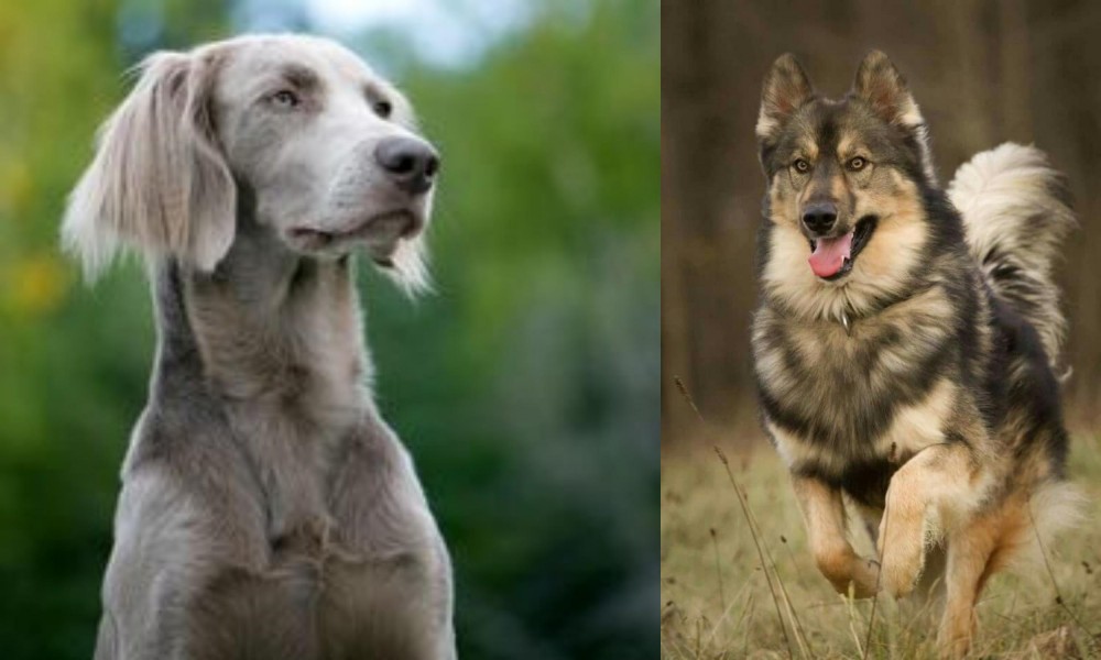 Native American Indian Dog vs Longhaired Weimaraner - Breed Comparison