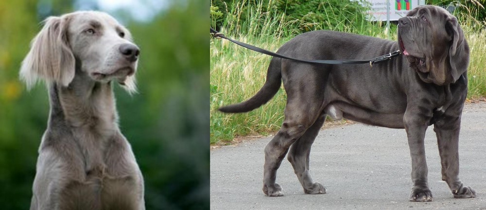 Neapolitan Mastiff vs Longhaired Weimaraner - Breed Comparison
