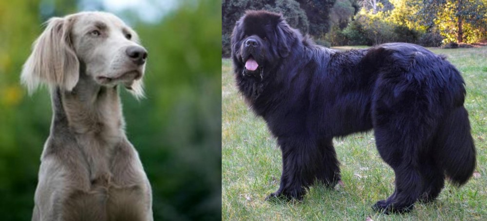 Newfoundland Dog vs Longhaired Weimaraner - Breed Comparison