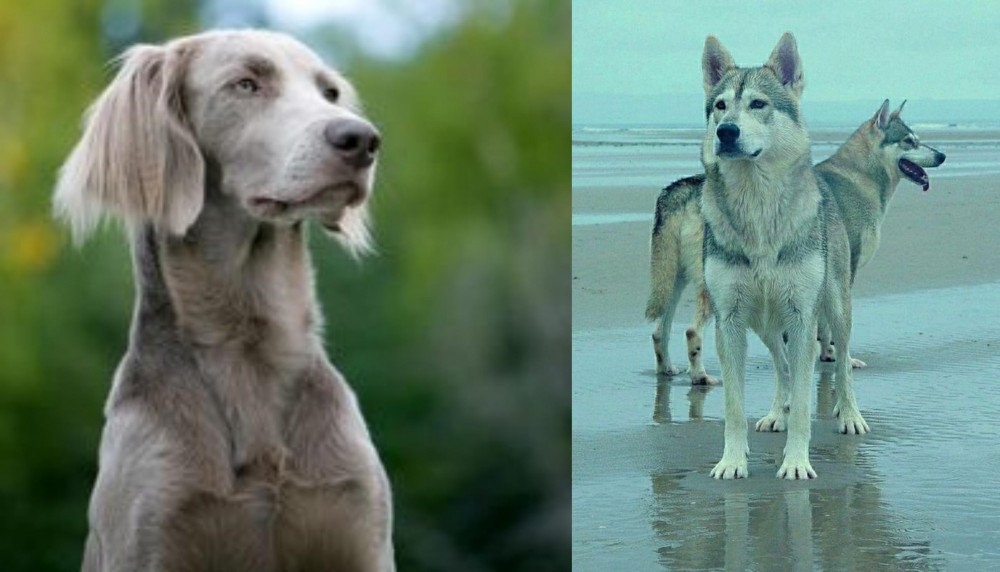 Northern Inuit Dog vs Longhaired Weimaraner - Breed Comparison