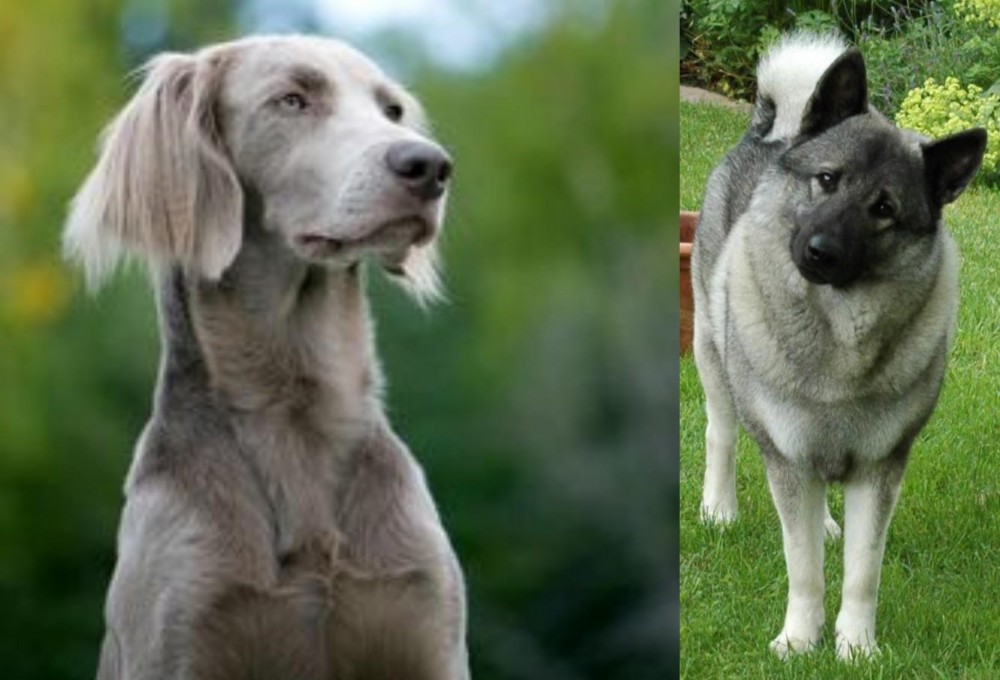 Norwegian Elkhound vs Longhaired Weimaraner - Breed Comparison