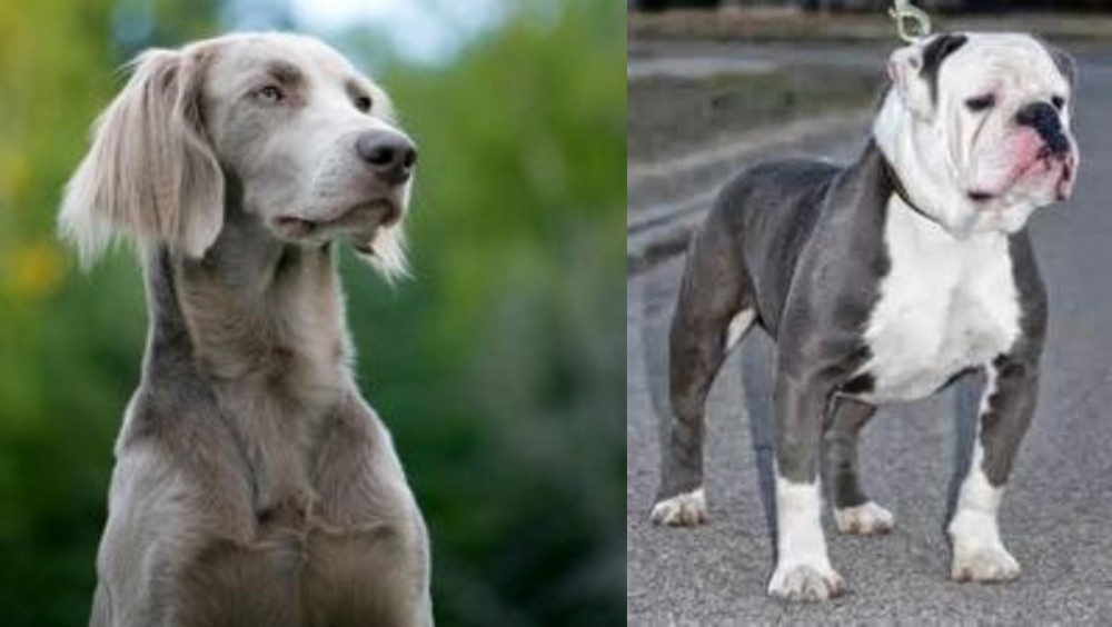Old English Bulldog vs Longhaired Weimaraner - Breed Comparison