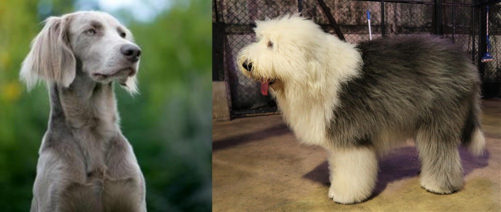 Old English Sheepdog vs Longhaired Weimaraner - Breed Comparison
