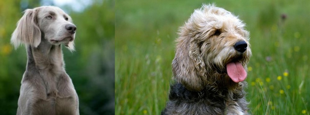 Otterhound vs Longhaired Weimaraner - Breed Comparison