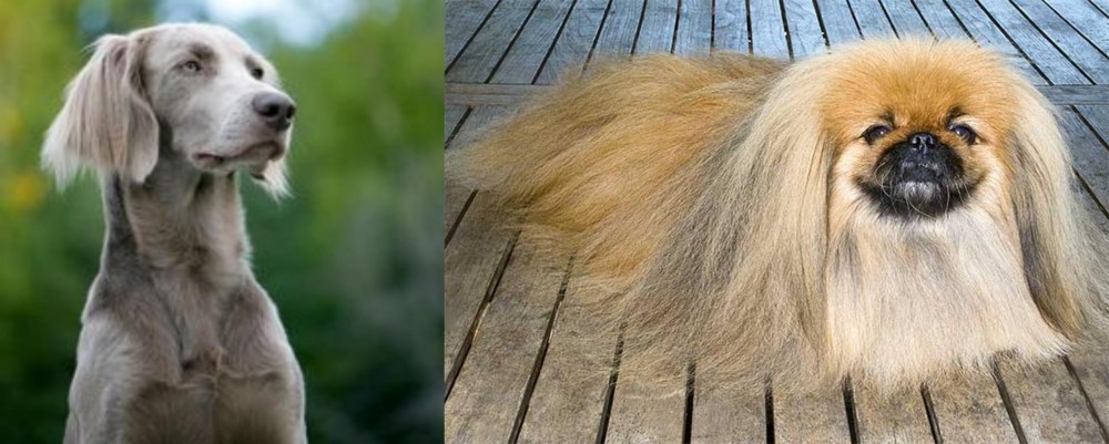 Pekingese vs Longhaired Weimaraner - Breed Comparison