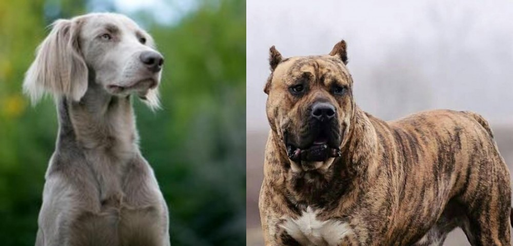 Perro de Presa Canario vs Longhaired Weimaraner - Breed Comparison