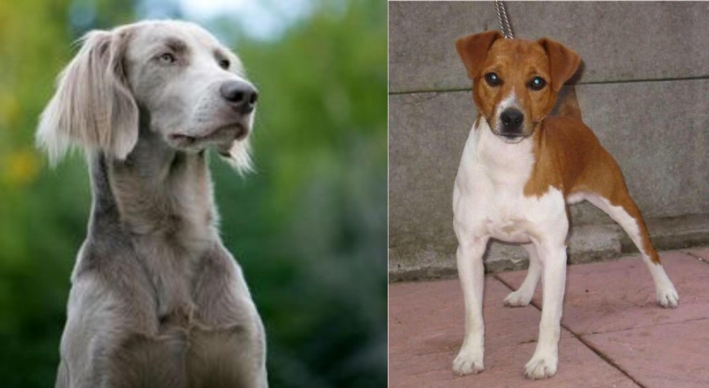 Plummer Terrier vs Longhaired Weimaraner - Breed Comparison