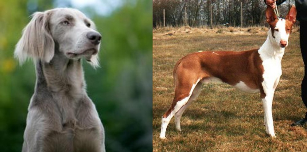 Podenco Canario vs Longhaired Weimaraner - Breed Comparison
