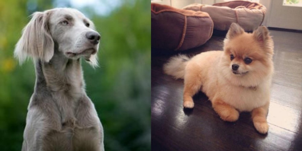Pomeranian vs Longhaired Weimaraner - Breed Comparison