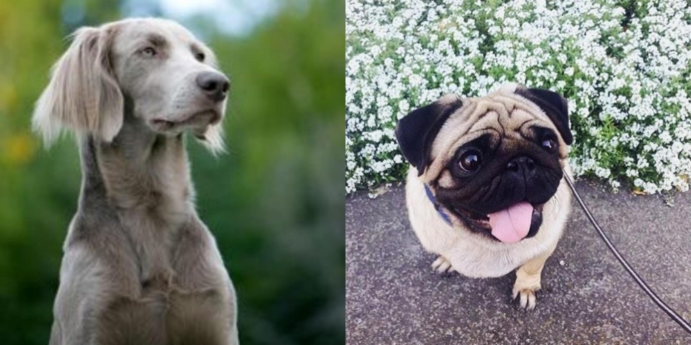 Pug vs Longhaired Weimaraner - Breed Comparison