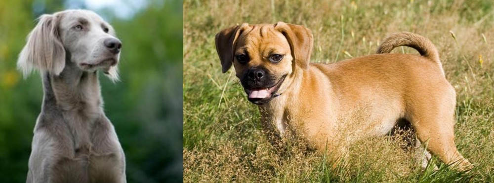 Puggle vs Longhaired Weimaraner - Breed Comparison