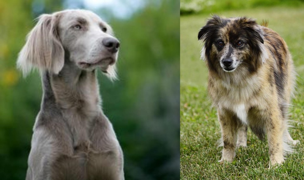 Pyrenean Shepherd vs Longhaired Weimaraner - Breed Comparison