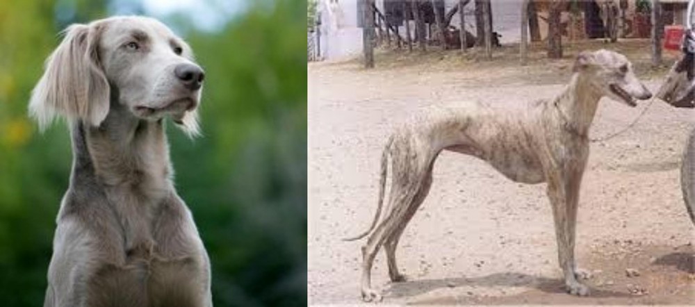 Rampur Greyhound vs Longhaired Weimaraner - Breed Comparison