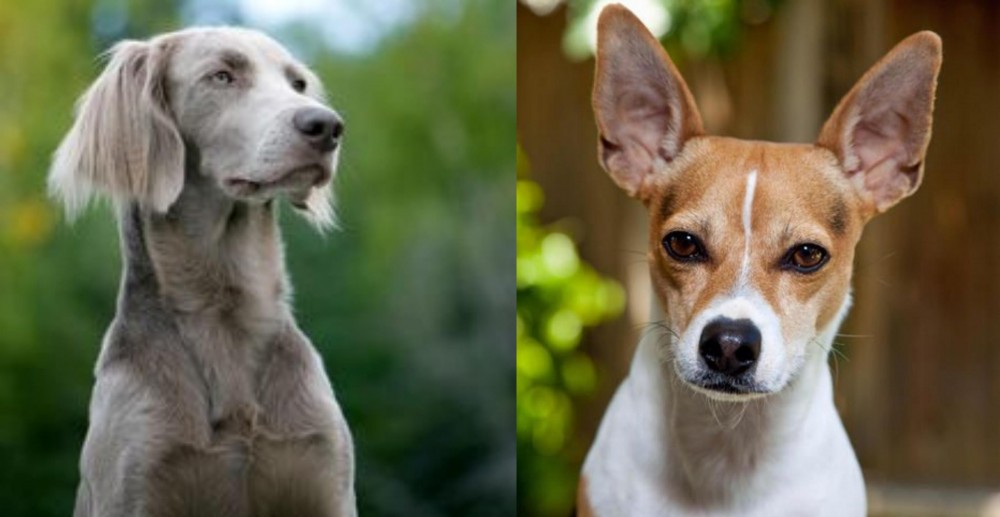 Rat Terrier vs Longhaired Weimaraner - Breed Comparison