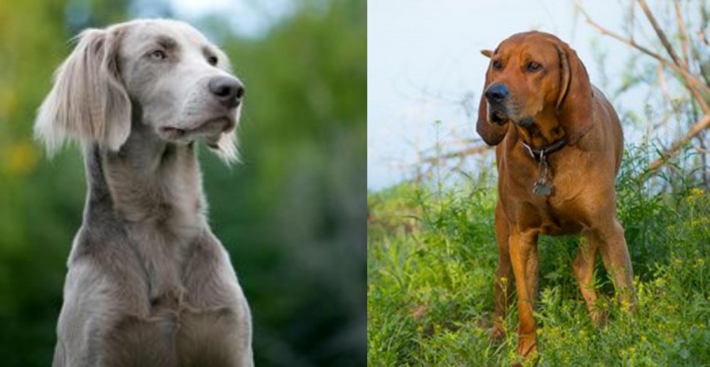 Redbone Coonhound vs Longhaired Weimaraner - Breed Comparison