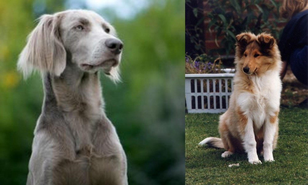 Rough Collie vs Longhaired Weimaraner - Breed Comparison