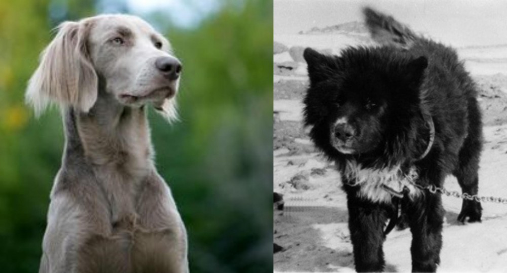 Sakhalin Husky vs Longhaired Weimaraner - Breed Comparison