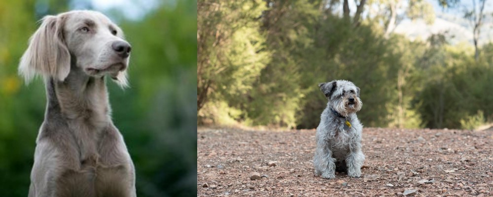 Schnoodle vs Longhaired Weimaraner - Breed Comparison