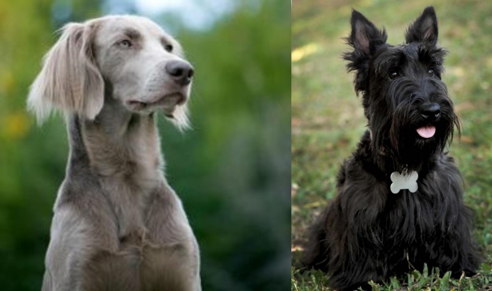 Scoland Terrier vs Longhaired Weimaraner - Breed Comparison