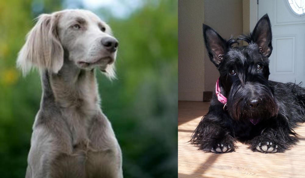 Scottish Terrier vs Longhaired Weimaraner - Breed Comparison
