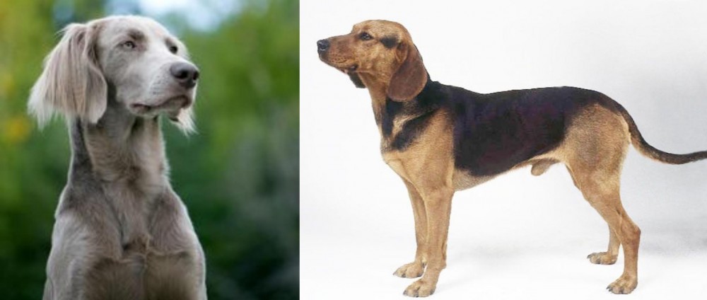 Serbian Hound vs Longhaired Weimaraner - Breed Comparison