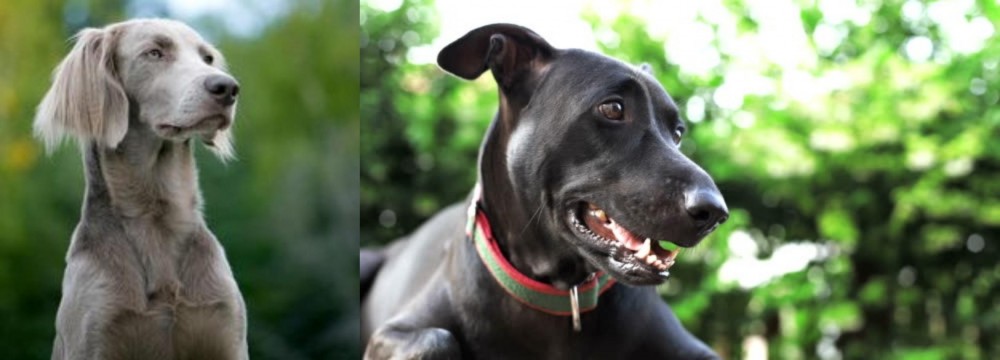 Shepard Labrador vs Longhaired Weimaraner - Breed Comparison