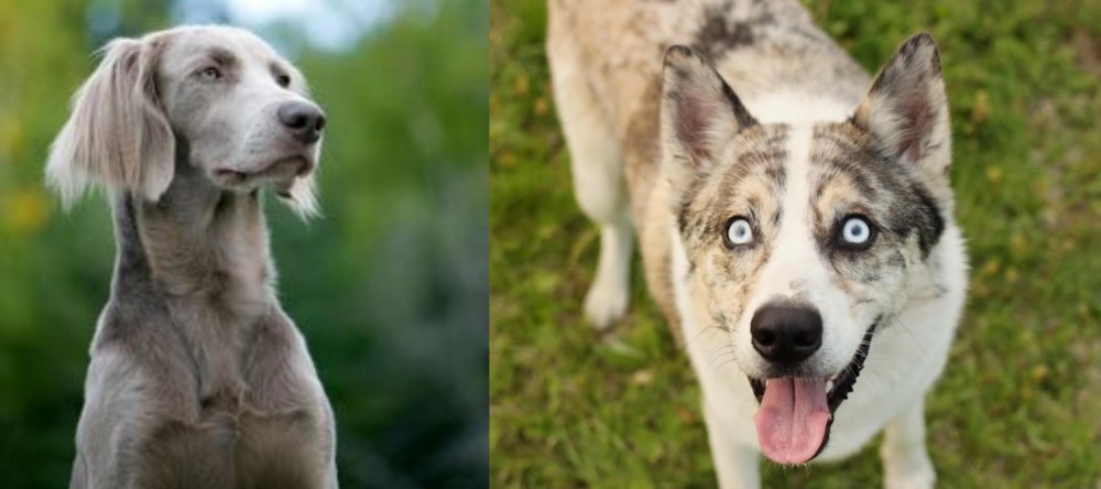 Shepherd Husky vs Longhaired Weimaraner - Breed Comparison