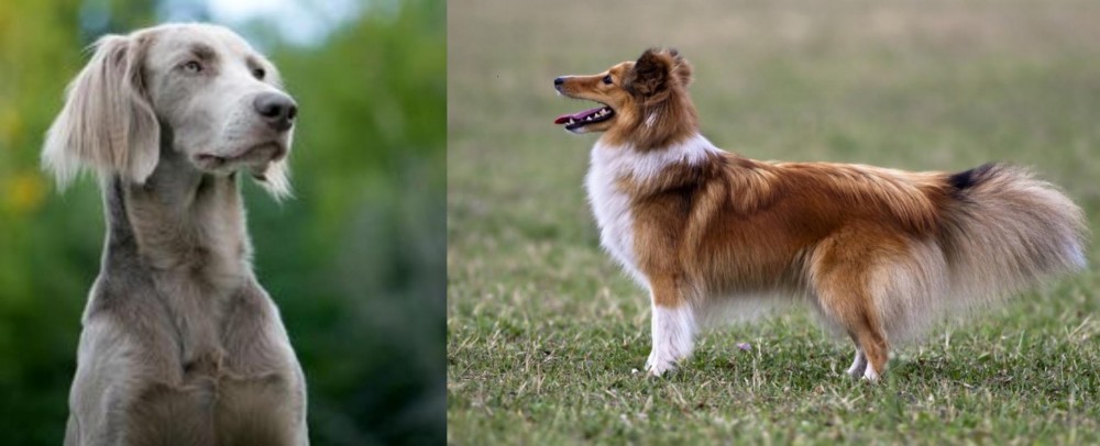 Shetland Sheepdog vs Longhaired Weimaraner - Breed Comparison