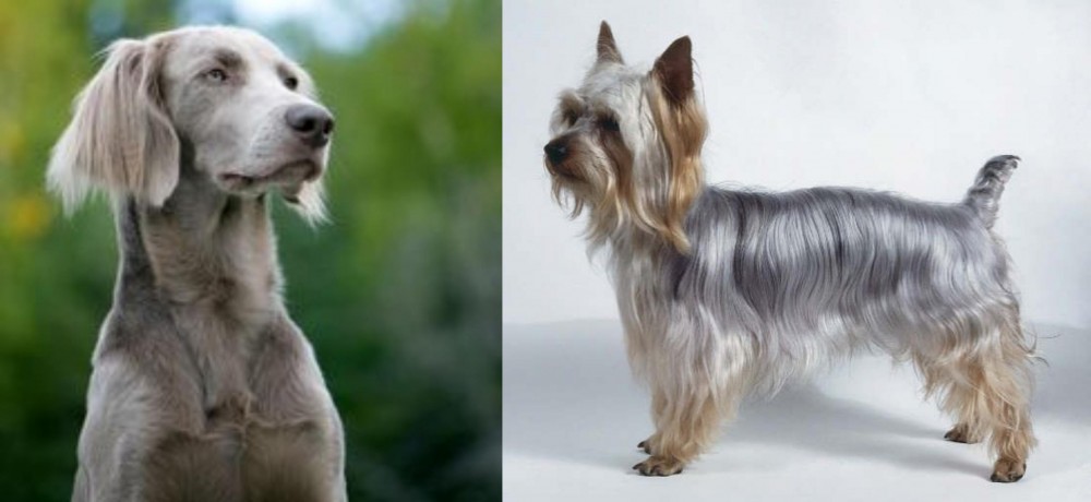 Silky Terrier vs Longhaired Weimaraner - Breed Comparison