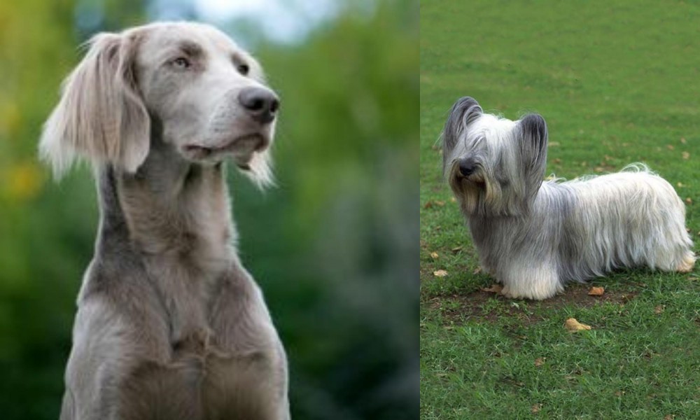 Skye Terrier vs Longhaired Weimaraner - Breed Comparison