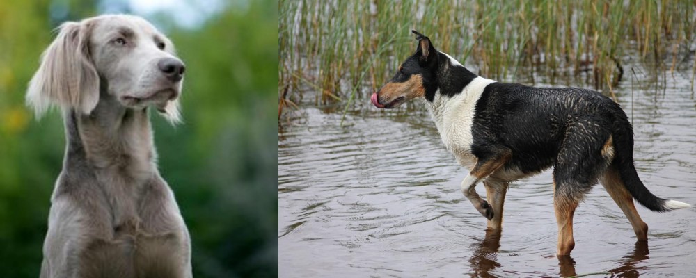 Smooth Collie vs Longhaired Weimaraner - Breed Comparison