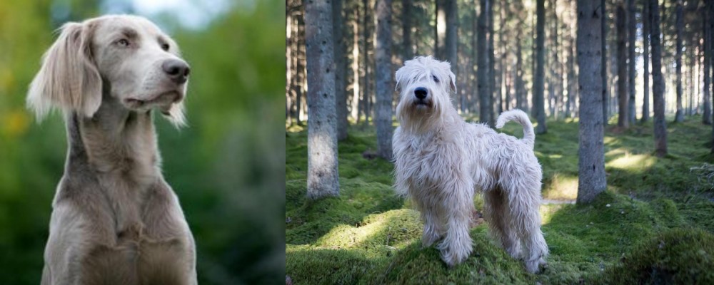 Soft-Coated Wheaten Terrier vs Longhaired Weimaraner - Breed Comparison