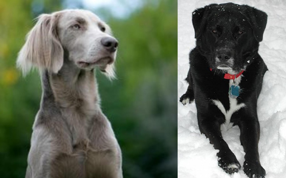 St. John's Water Dog vs Longhaired Weimaraner - Breed Comparison