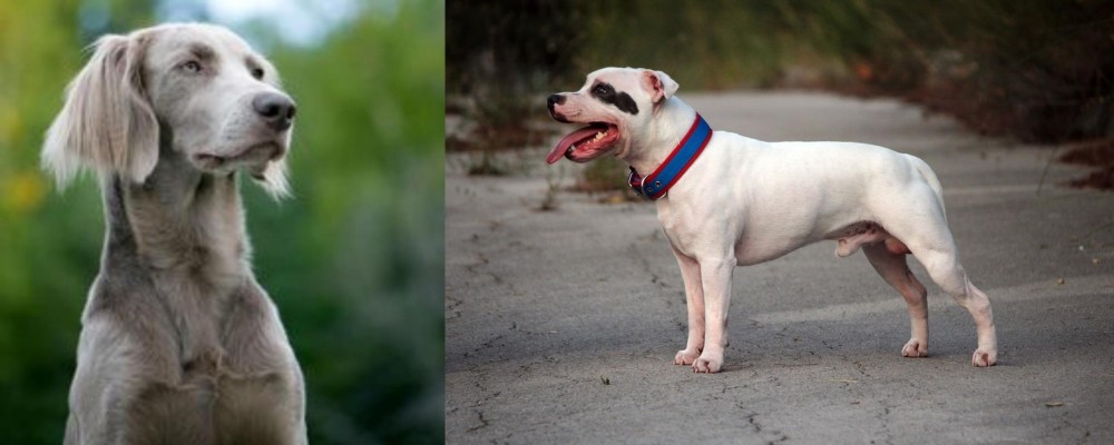 Staffordshire Bull Terrier vs Longhaired Weimaraner - Breed Comparison
