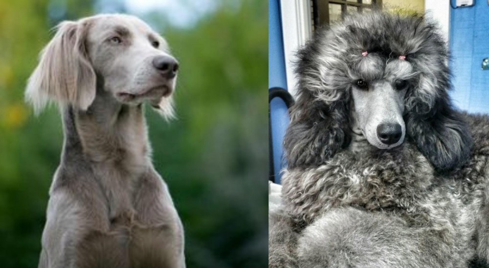 Standard Poodle vs Longhaired Weimaraner - Breed Comparison