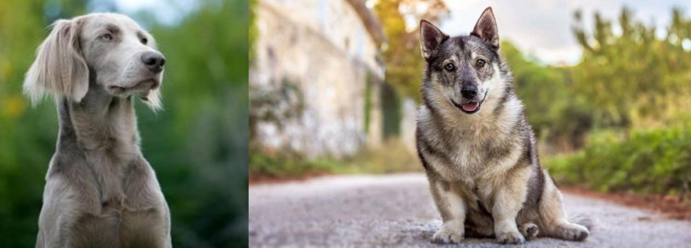 Swedish Vallhund vs Longhaired Weimaraner - Breed Comparison
