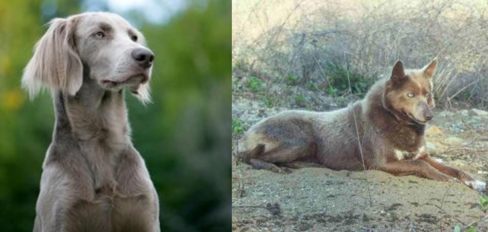 Tahltan Bear Dog vs Longhaired Weimaraner - Breed Comparison