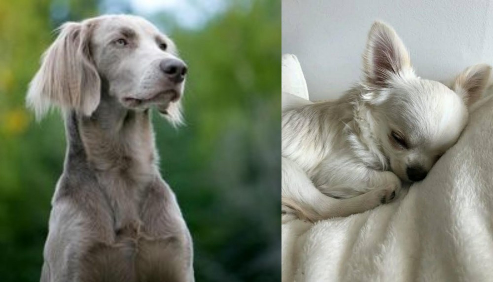 Tea Cup Chihuahua vs Longhaired Weimaraner - Breed Comparison