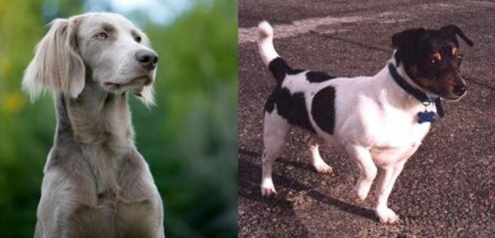Teddy Roosevelt Terrier vs Longhaired Weimaraner - Breed Comparison
