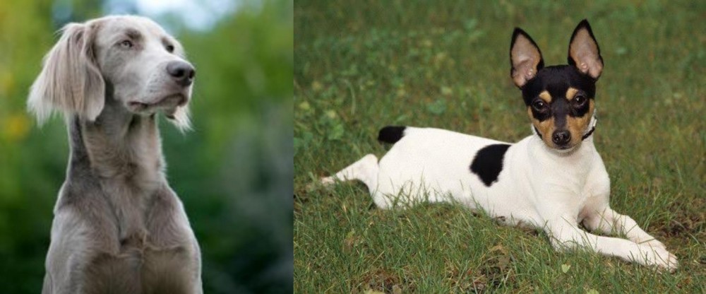 Toy Fox Terrier vs Longhaired Weimaraner - Breed Comparison